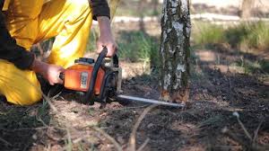 Best Tree Health Inspection  in Baywood, NY